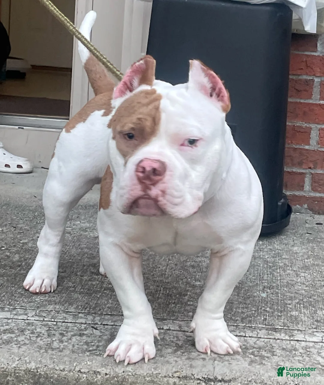 Gallery Image {{count}}