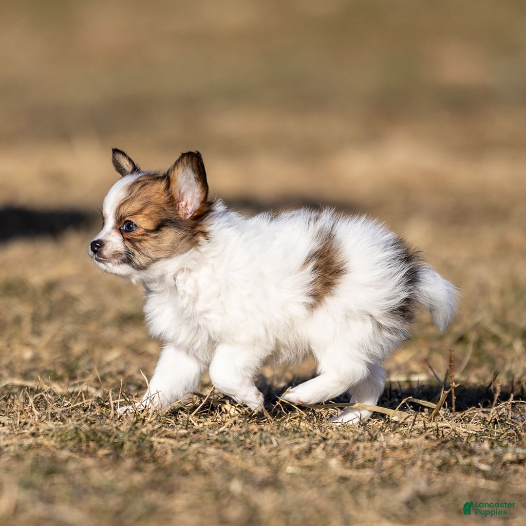 Papillon dogs for sale: Donte - Ad 5
