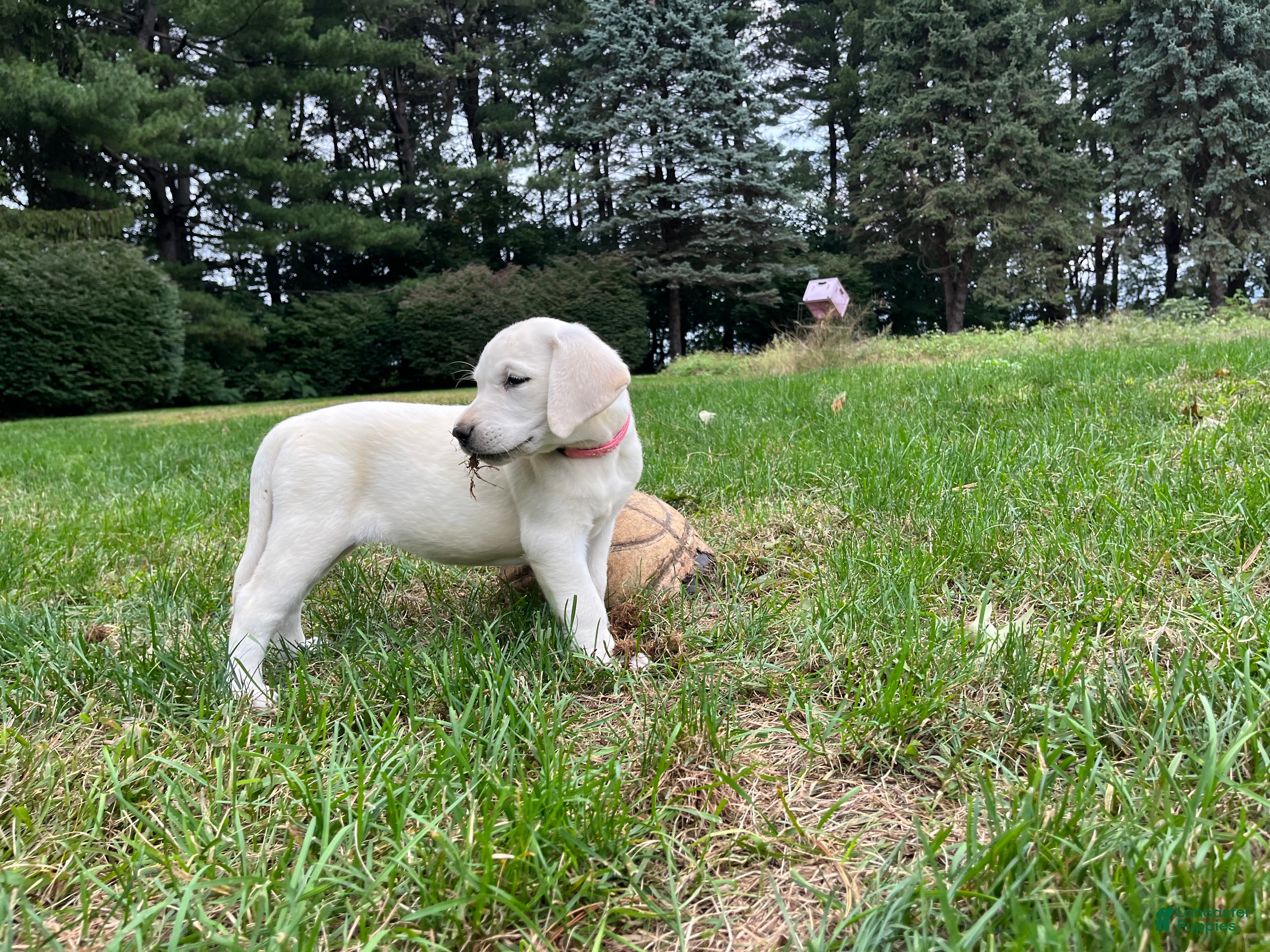Labrador Retriever dogs Sugar - Ad 2