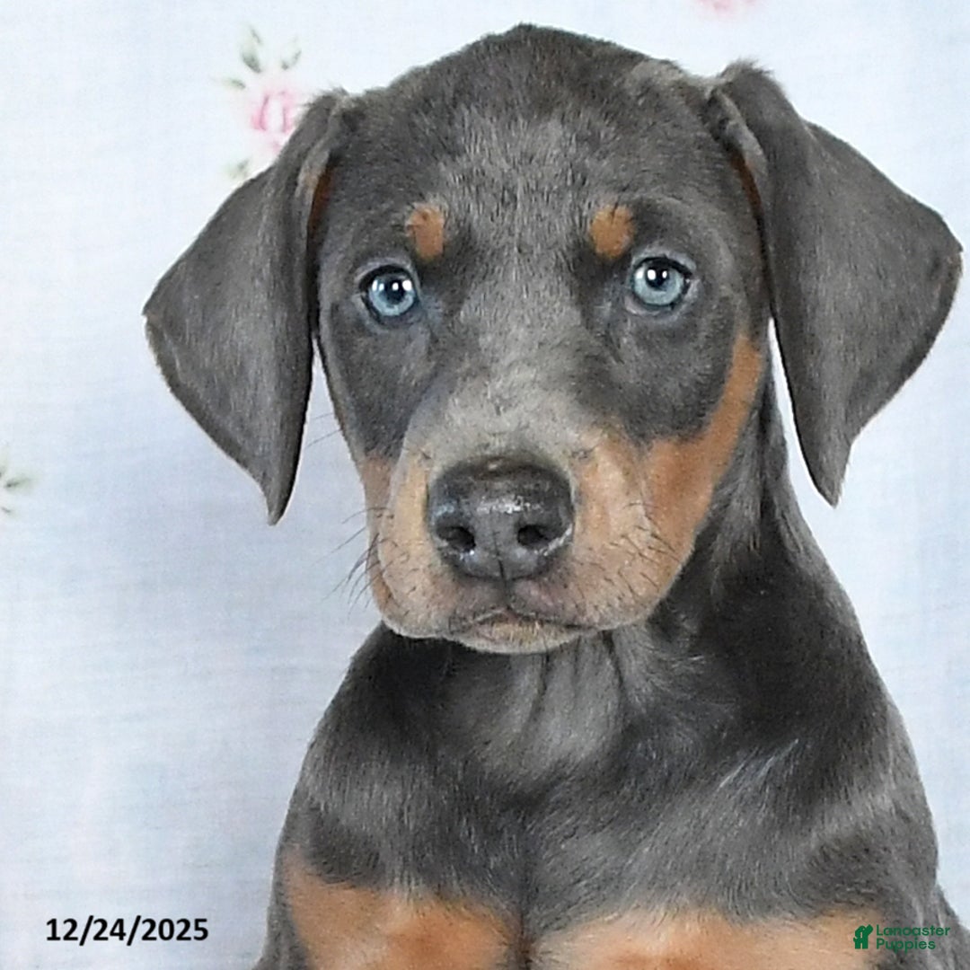 Doberman Pinscher dogs for sale: Sarah - Ad 3
