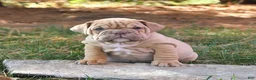 English Bulldog dogs for sale: Flinn - Ad 4