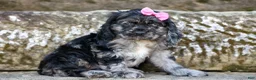 Cocker Spaniel dogs for sale: Bella 🐶💗 - Ad 11