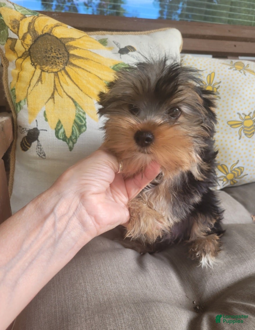 Yorkshire Terrier dogs Lenny - Ad 2