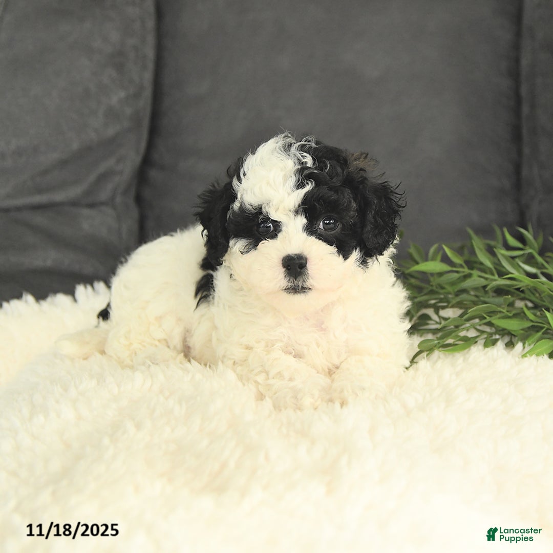 Mixed Breed dogs for sale: Muffin - Ad 3