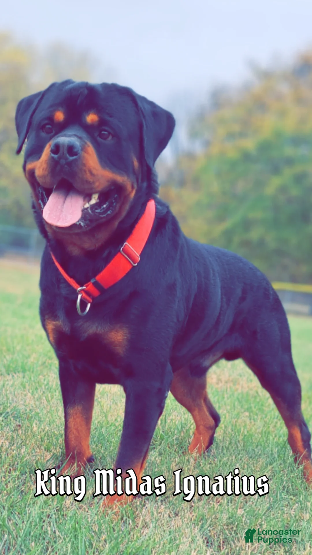 Rottweiler dogs for sale: Rottweiler Puppy 4 - Ad 3