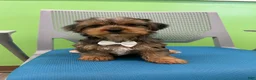 Yorkshire Terrier dogs for sale: Yorkshire Terrier Puppy 1 - Ad 4
