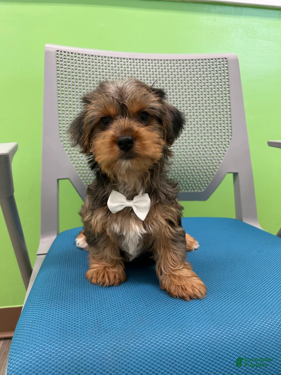 Yorkshire Terrier dogs for sale: Yorkshire Terrier Puppy 1 - Ad 4