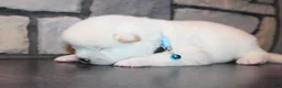 Akita dogs for sale: AKC Ice - Ad 5
