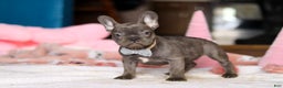 French Bulldog dogs for sale: Jackie - Ad 4