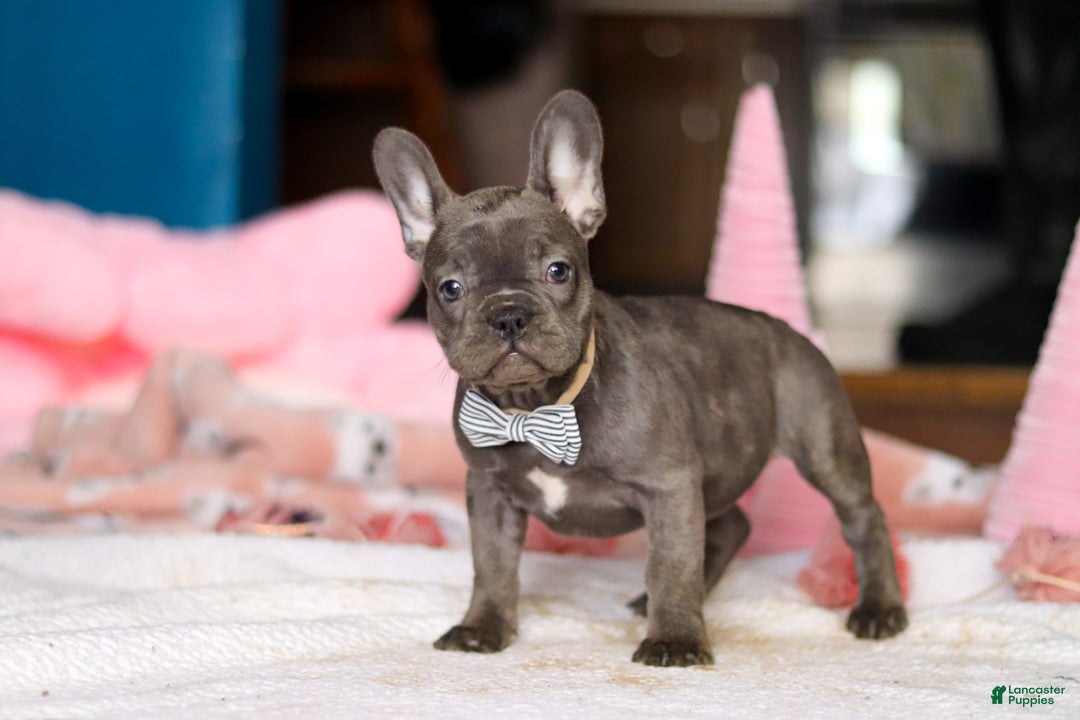 French Bulldog dogs for sale: Jackie - Ad 4