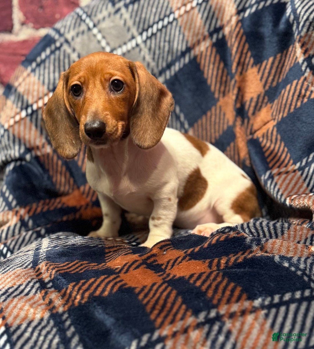 Miniature Dachshund dogs for sale: Miniature Dachshund Puppy 1 - Ad 5
