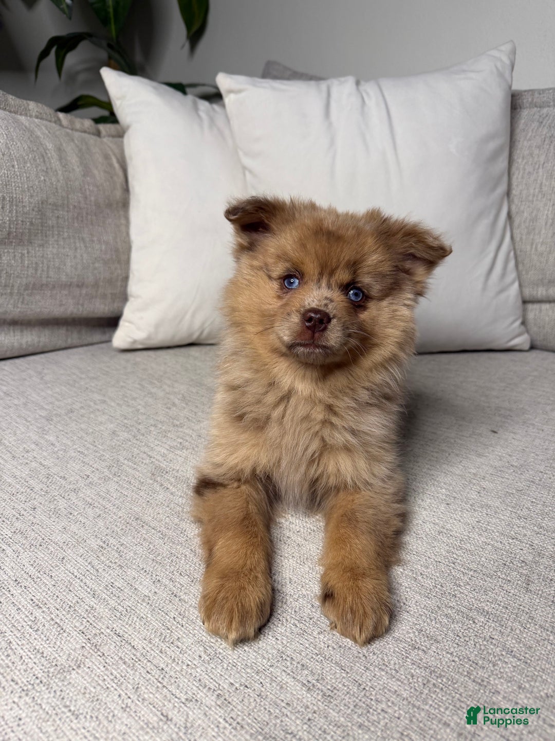 Pomsky dogs for sale: Remi - Ad 8