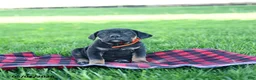 Cane Corso dogs for sale: Iris - Ad 3