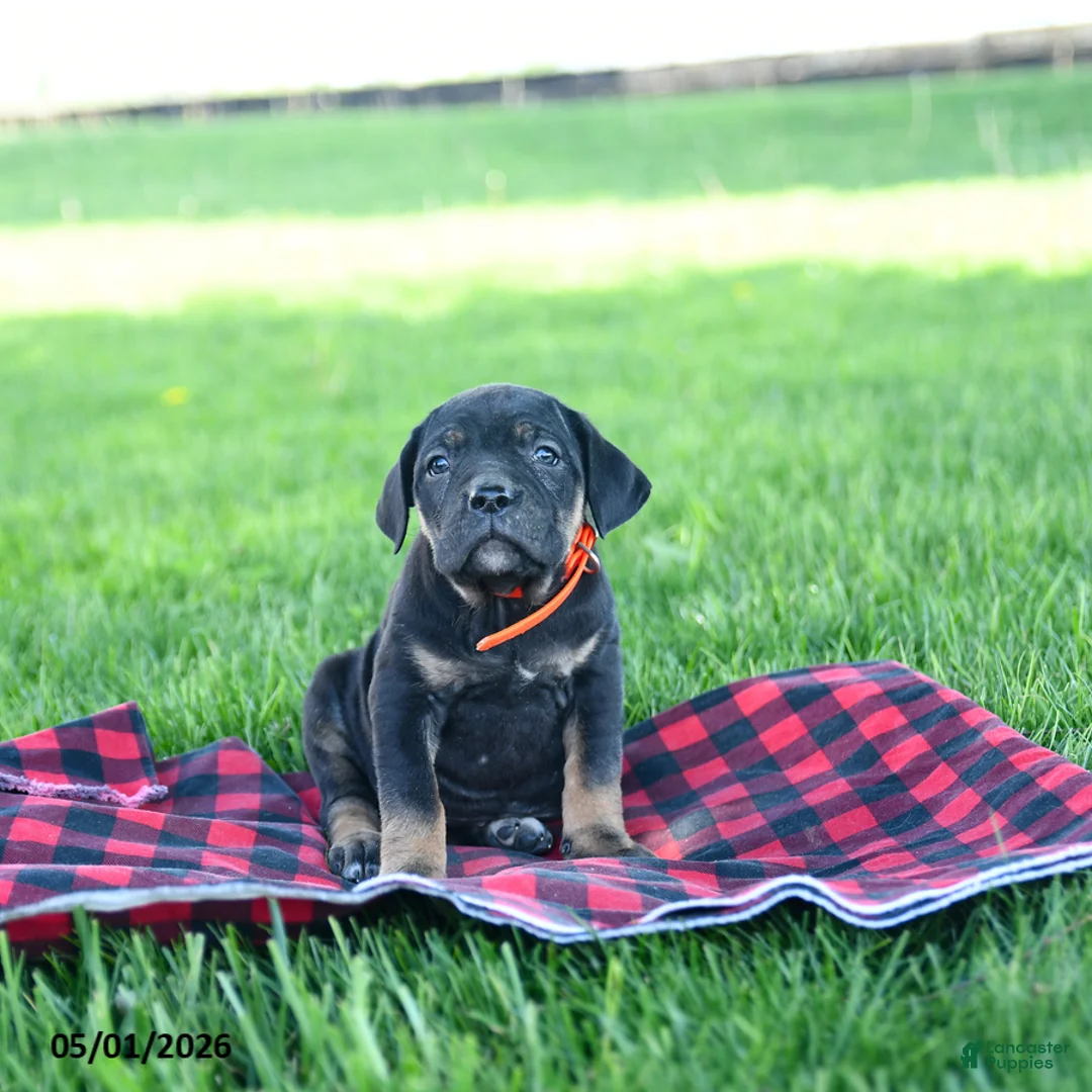 Cane Corso dogs for sale: Iris - Ad 3
