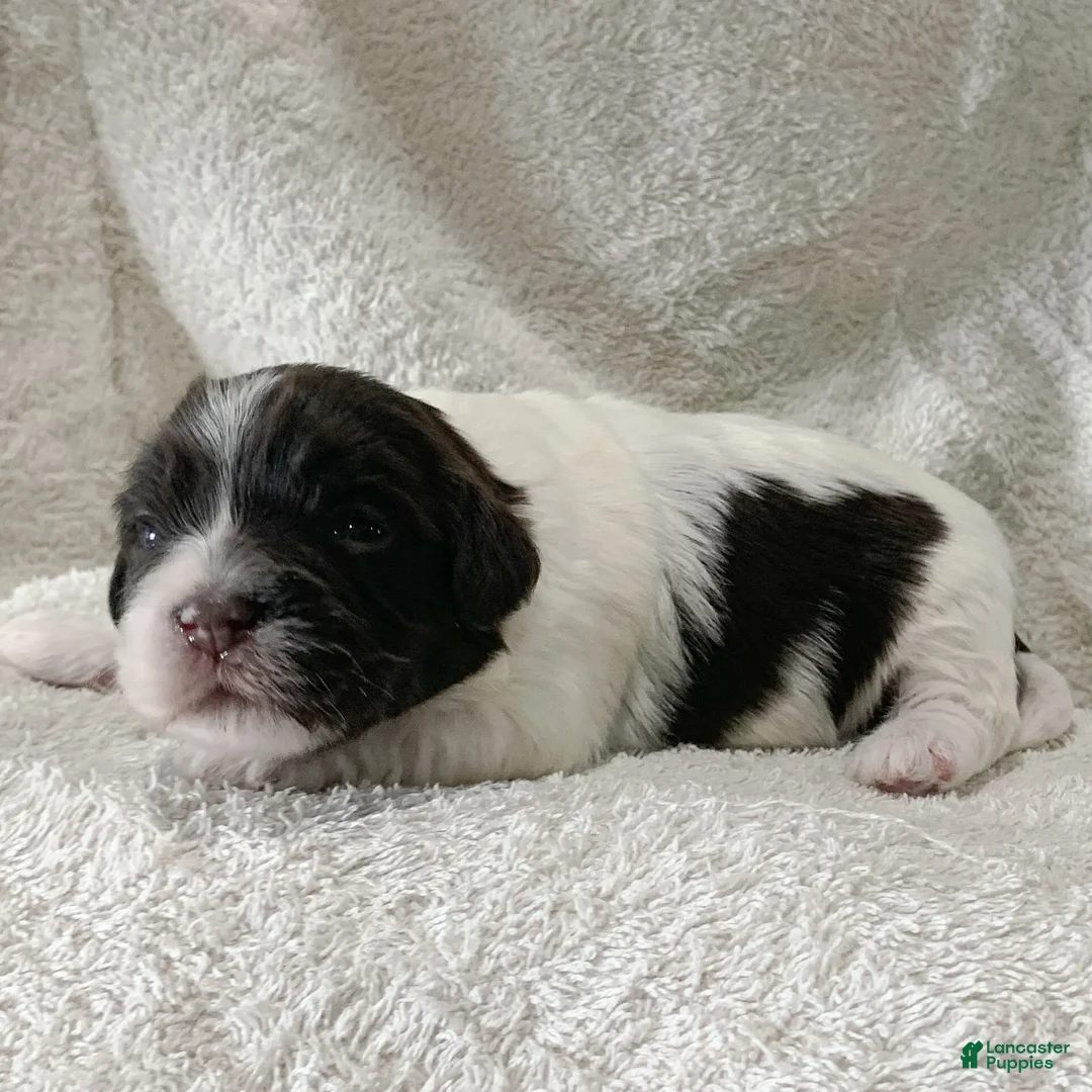 Havanese dogs for sale: Baily Havanese Puppy  - Ad 1