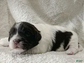 Havanese dogs for sale: Baily Havanese Puppy - Ad 2
