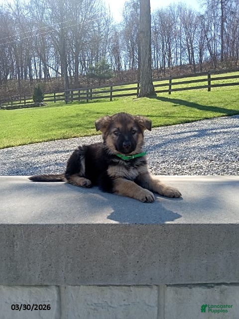 German Shepherd dogs Duke - Ad 1