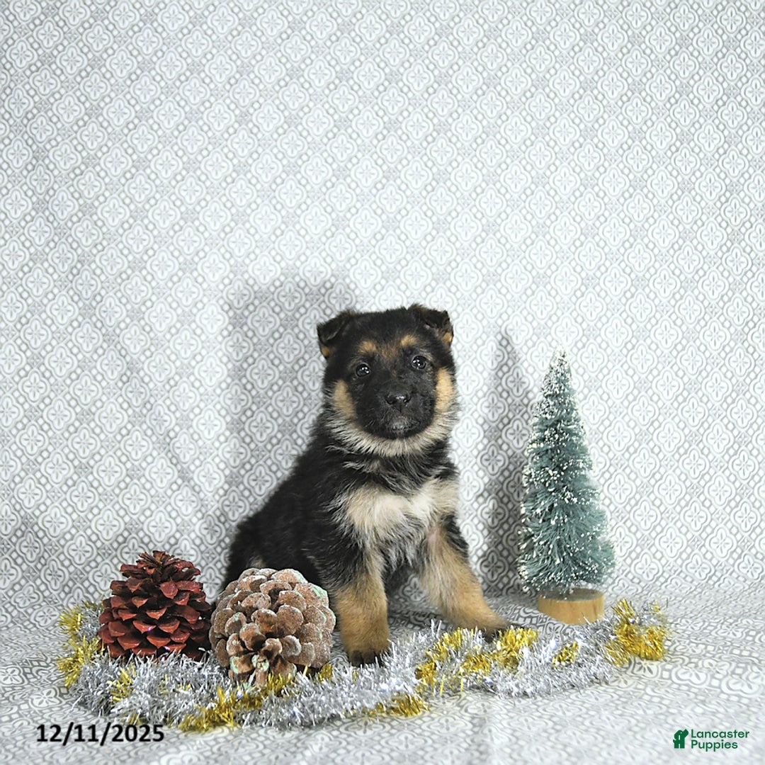 German Shepherd dogs for sale: Zeus - Ad 5