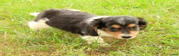 Miniature Dachshund dogs for sale: Drake - Ad 9