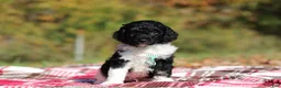 Miniature Poodle dogs for sale: Joey (AKC) - Ad 3