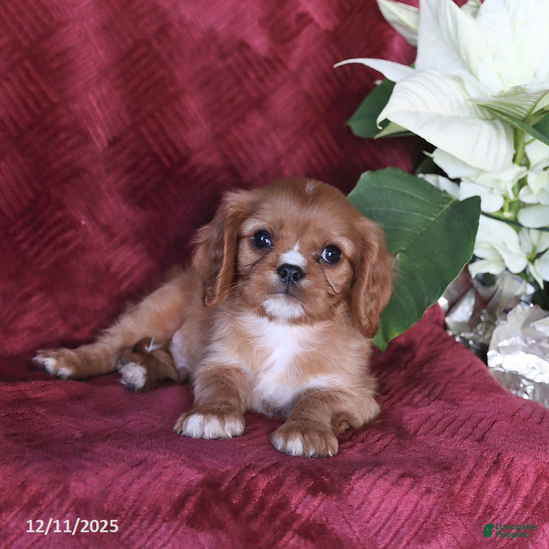 Cavalier King Charles Spaniel dogs for sale: Asher - Ad 5
