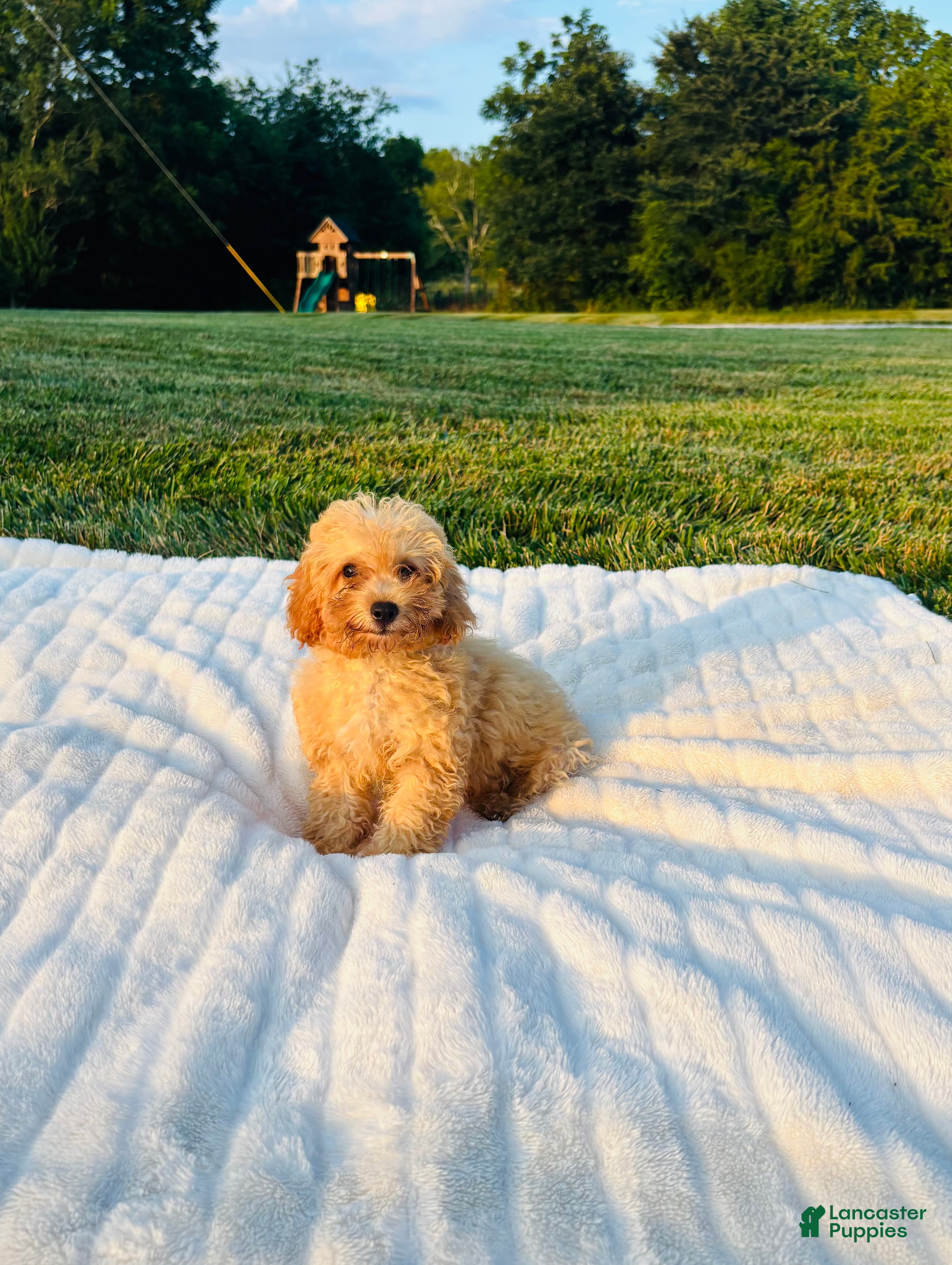 Bichpoo dogs for sale: Finn - Ad 3