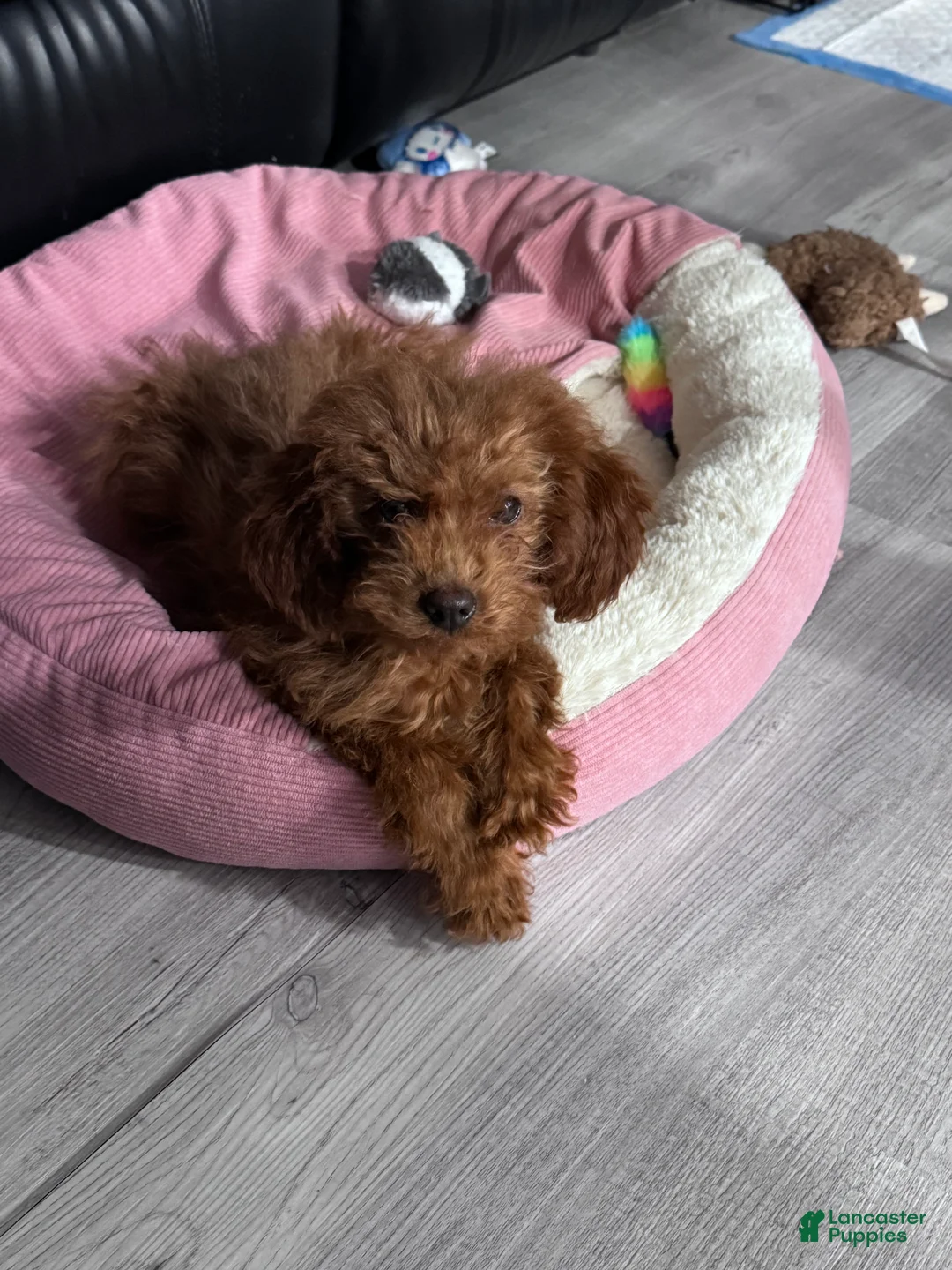 Miniature Poodle dogs for sale: Miniature Poodle Puppy 1 - Ad 3