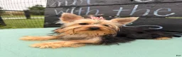 Yorkshire Terrier dogs for sale: Nicole Yorkshire Terrier  - Ad 3