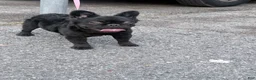 French Bulldog dogs for sale: Nova  - Ad 3