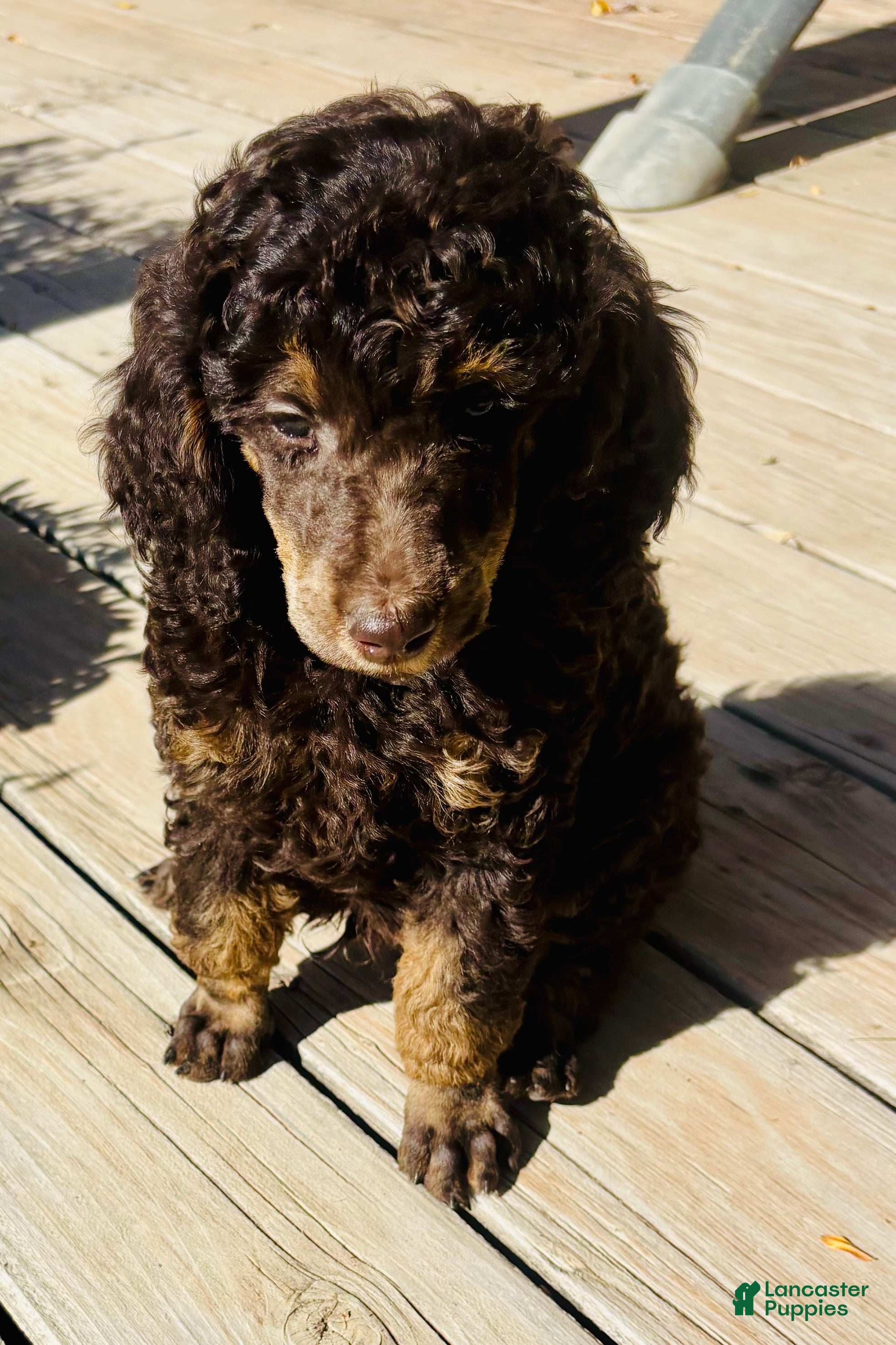 Standard Poodle dogs Standard Poodle 4 Brown Phantom - Ad 2