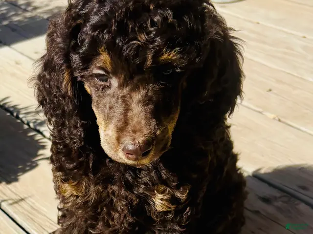 Standard Poodle dogs Standard Poodle 4 Brown Phantom - Ad 2