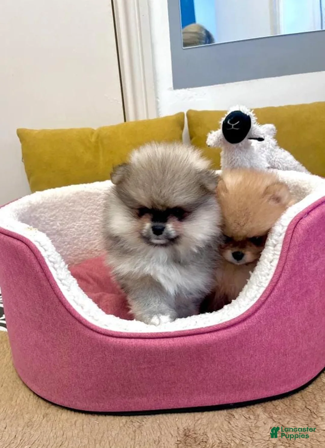 Pomeranian dogs for sale: Max - Ad 4