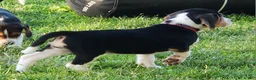Beagle dogs for sale: Rosie - Ad 2