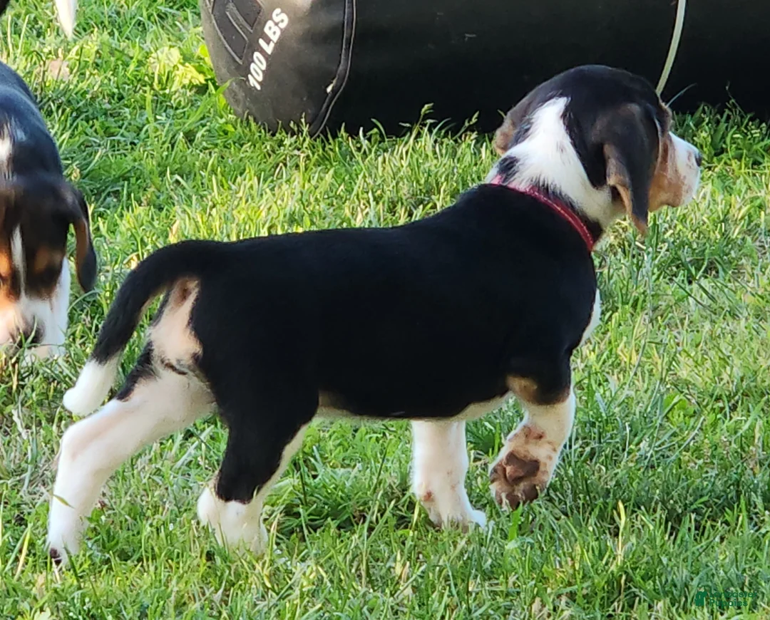 Beagle dogs for sale: Rosie - Ad 2