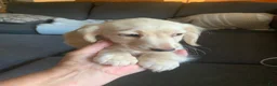 Miniature Dachshund dogs for sale: Miniature Dachshund 1 - Ad 4
