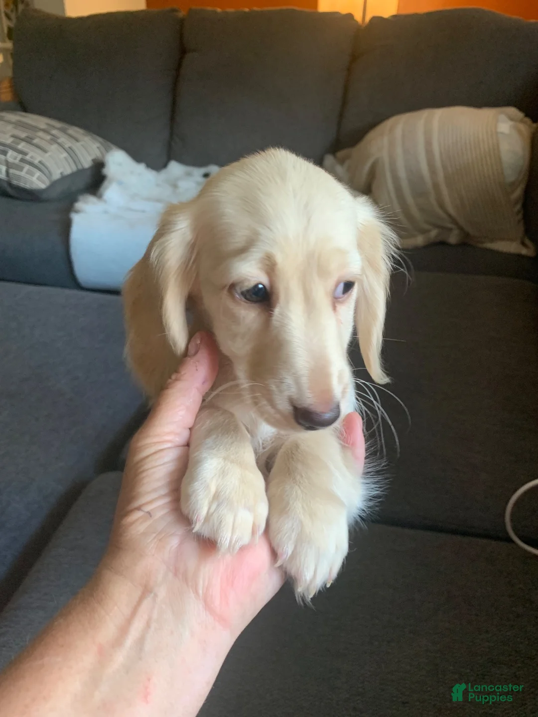Miniature Dachshund dogs for sale: Miniature Dachshund 1 - Ad 4