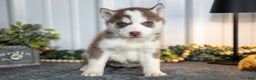 Siberian Husky dogs for sale: Tally - Ad 1