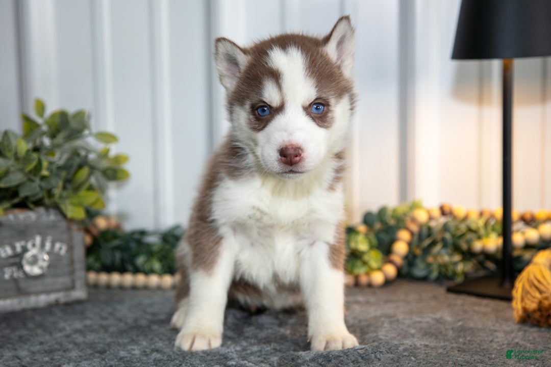 Siberian Husky dogs for sale: Tally - Ad 1