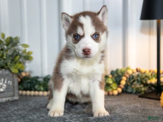 Siberian Husky dogs Tally - Ad 3