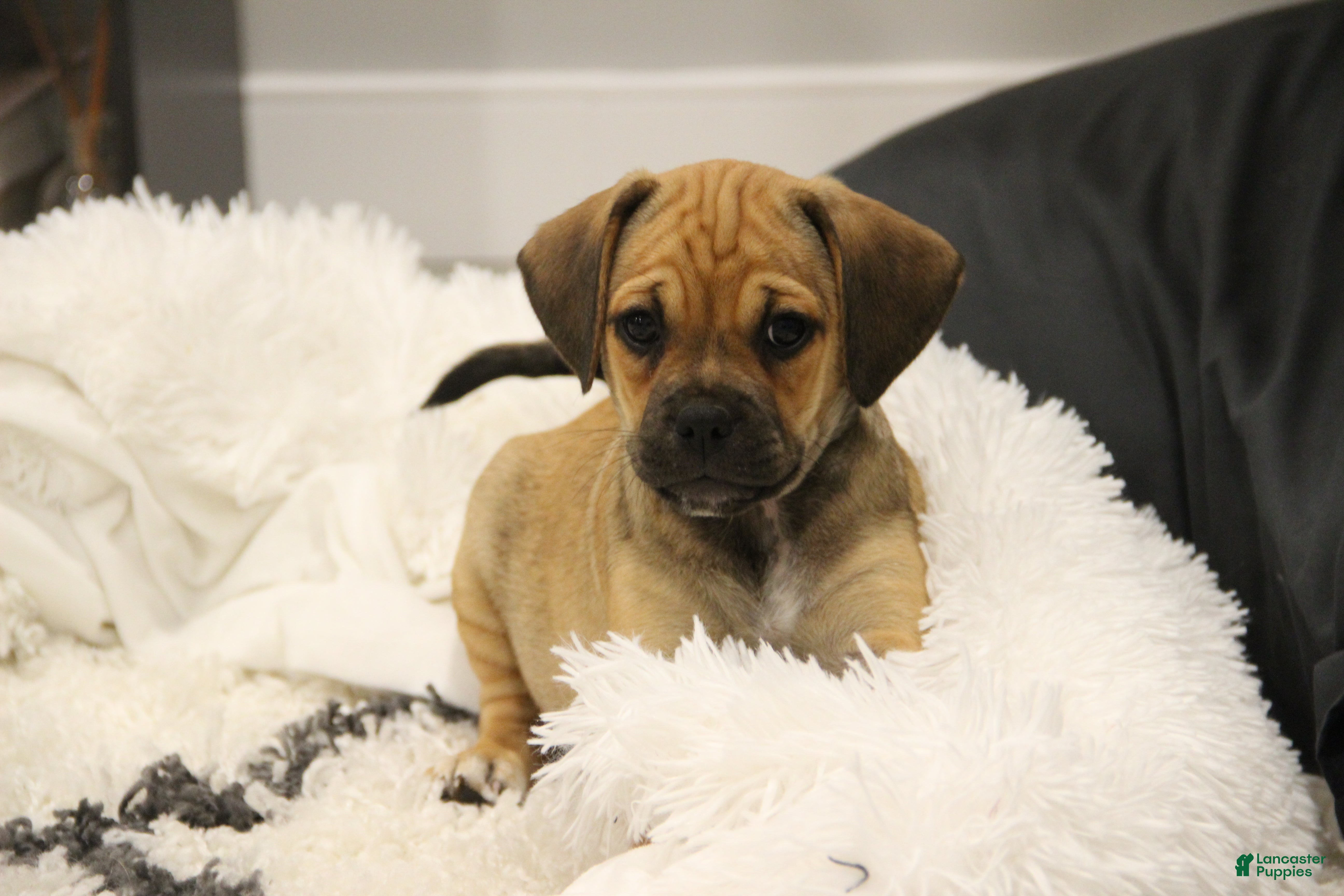 Puggle dogs Canyon - Ad 2