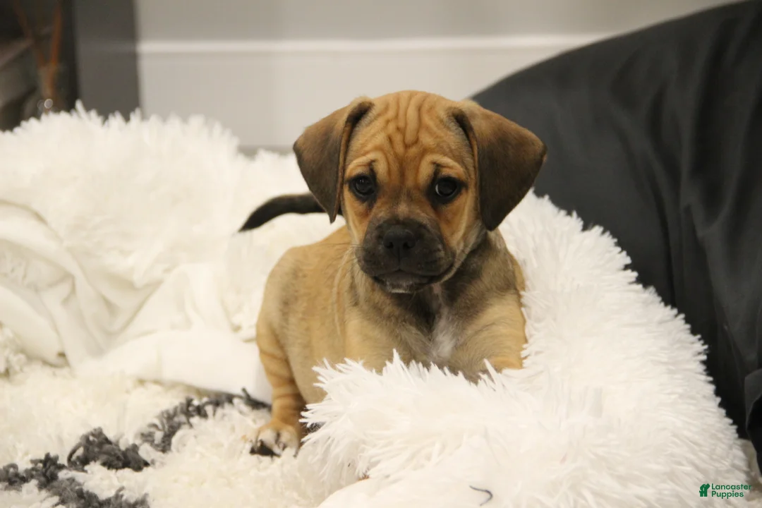 Puggle dogs for sale: Canyon - Ad 2