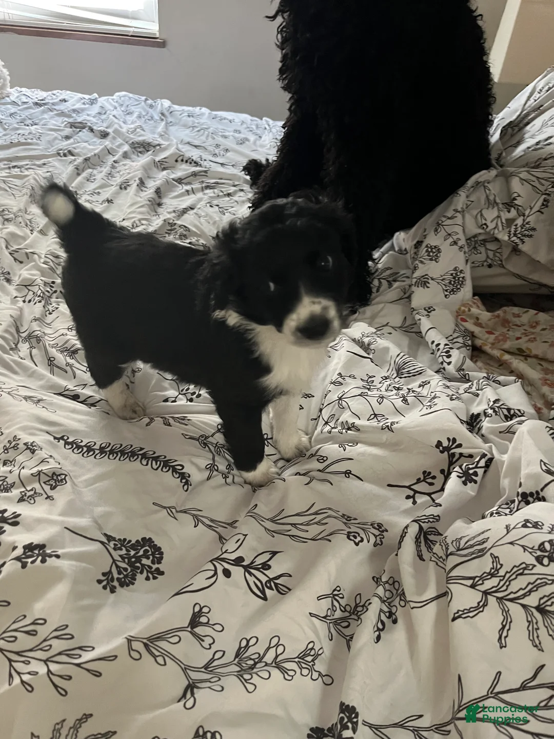 Aussiedoodle dogs for sale: Socks  - Ad 1