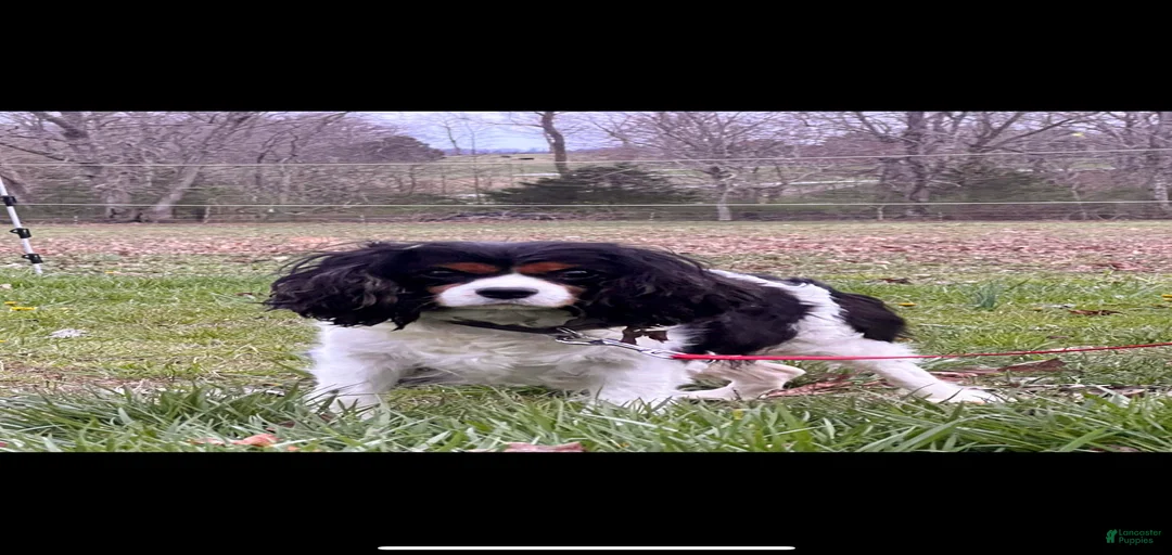 Gallery Image {{count}}