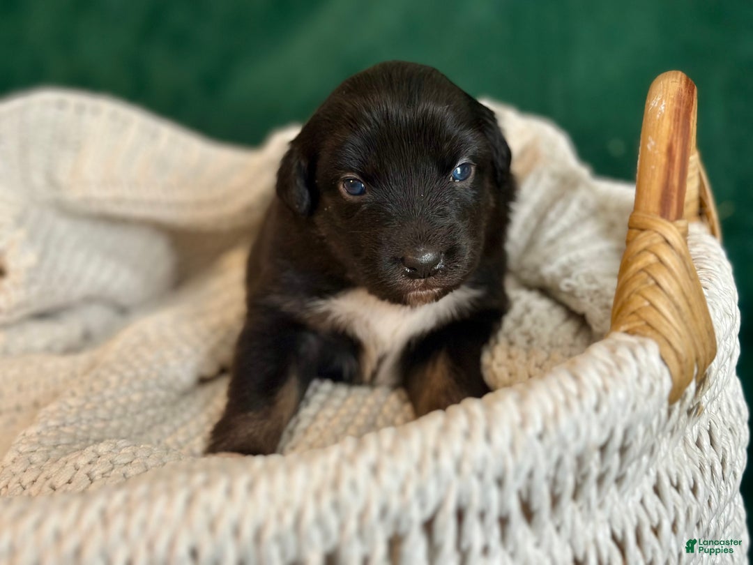 Australian Shepherd dogs for sale: Black Tri Female (Violet) - Ad 4