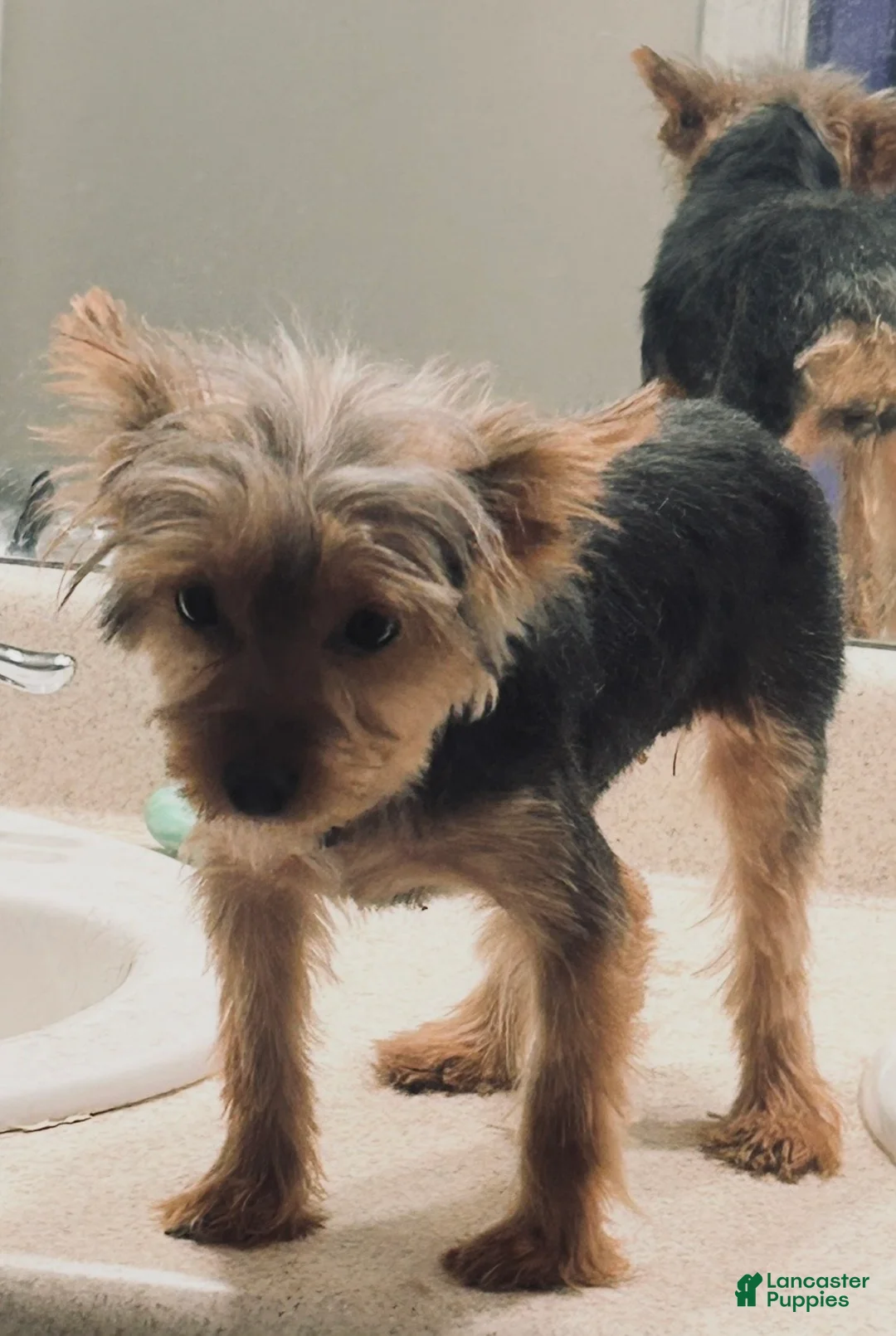 Yorkshire Terrier dogs for sale: Yorkshire Terrier Puppy 1 - Ad 2
