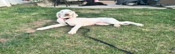 Goldendoodle dogs for sale: "Lilly" Goldendoodle 2 - Ad 5