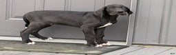 Great Dane dogs for sale: Mike - Ad 3