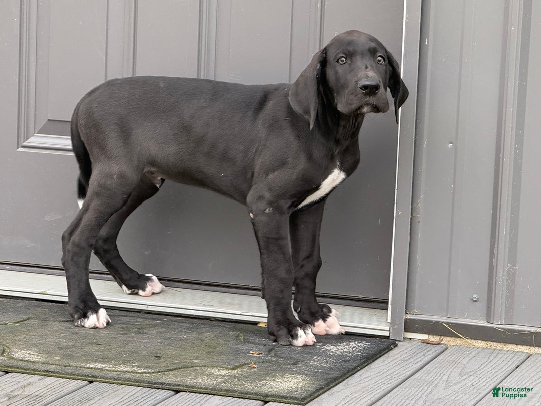Great Dane dogs for sale: Mike - Ad 3