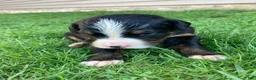 Bernese Mountain Dog dogs for sale: Aurora - Ad 9