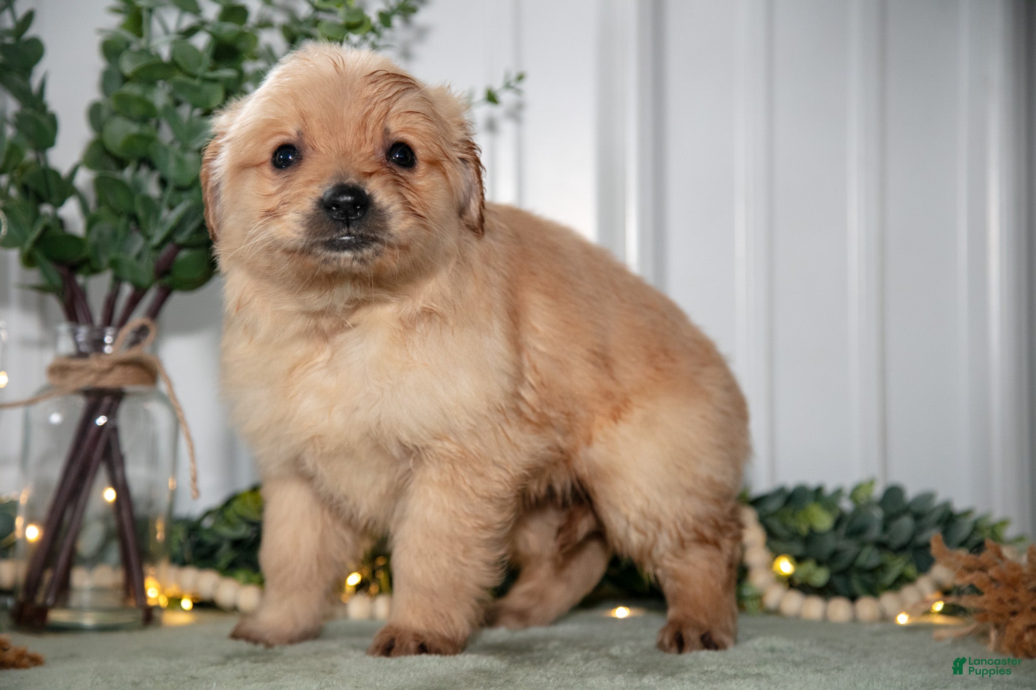 Golden Retriever dogs Holly - Ad 2